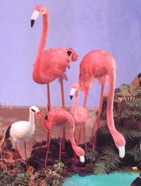 Fake Pink flamingos with real feathers