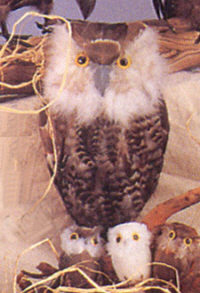 Mottled brown owl with babies