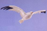 Fake flying seagull with real feather wings