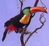 Fake colorful toucan