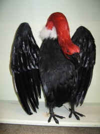 Turker buzzard with head down