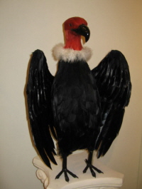 Turker Buzzard with head up