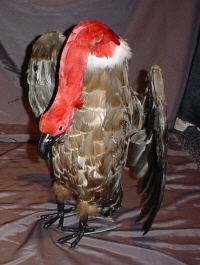 Brown vulture with head down