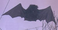 Feather bat with cloth wings