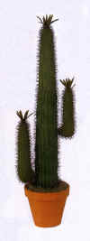 saguaro cactus 48