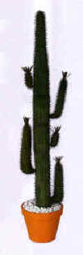 saguaro cactus 72