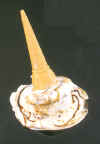melted ice cream cone