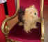 Toto the dog