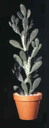 beavertail cactus