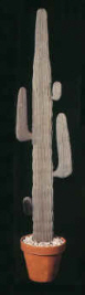 mexican cactus 72